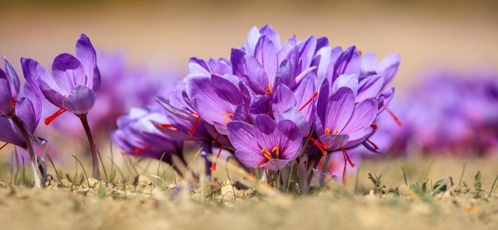 Lo zafferano, il prezioso oro rosso