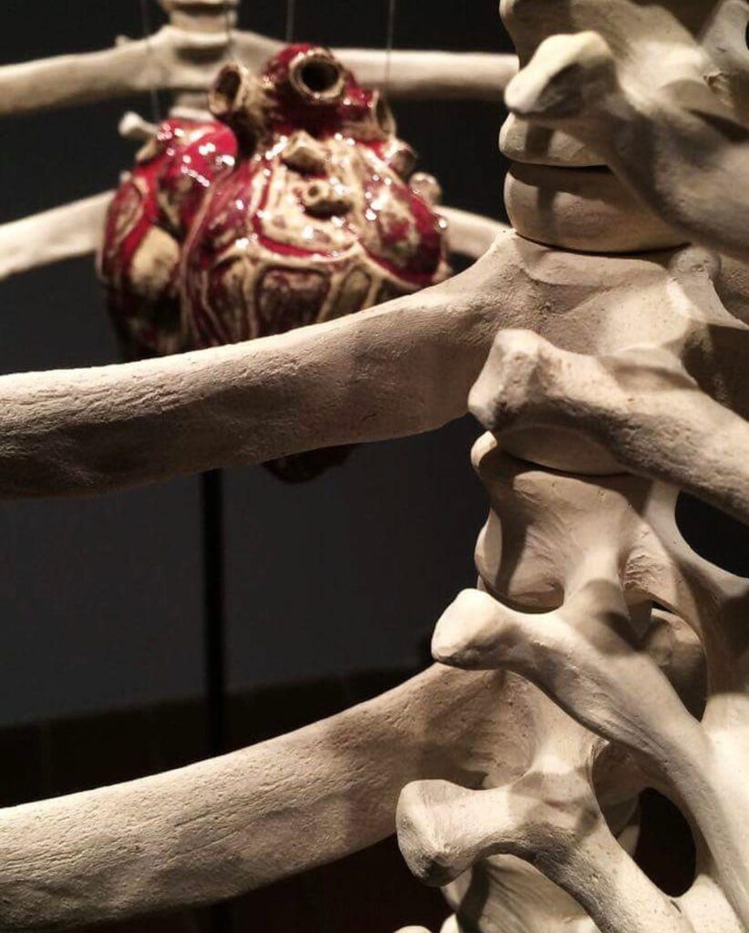 anatomia