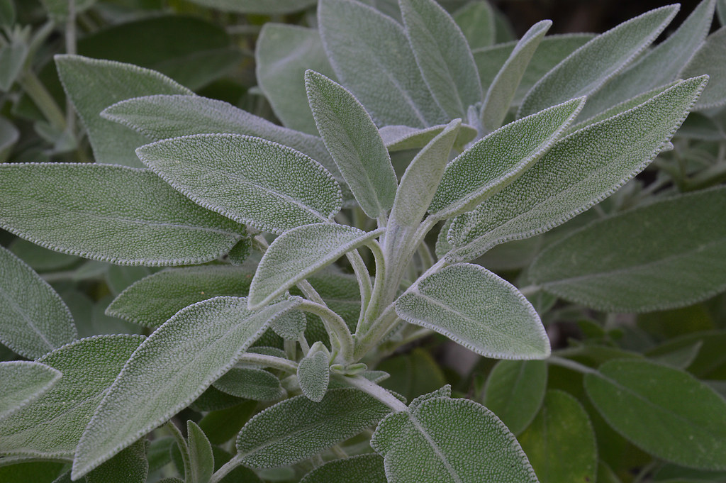 salvia